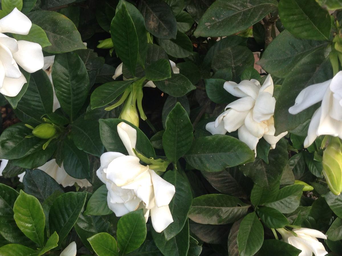 Villa Gardenia อูเรคี ภายนอก รูปภาพ